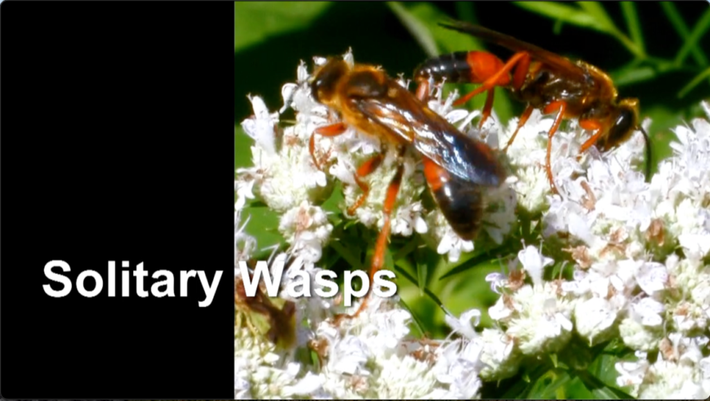 Solitary Wasps | Dick Walton